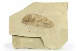 Fossil Leaf (Ulmus?) - France #254356-1